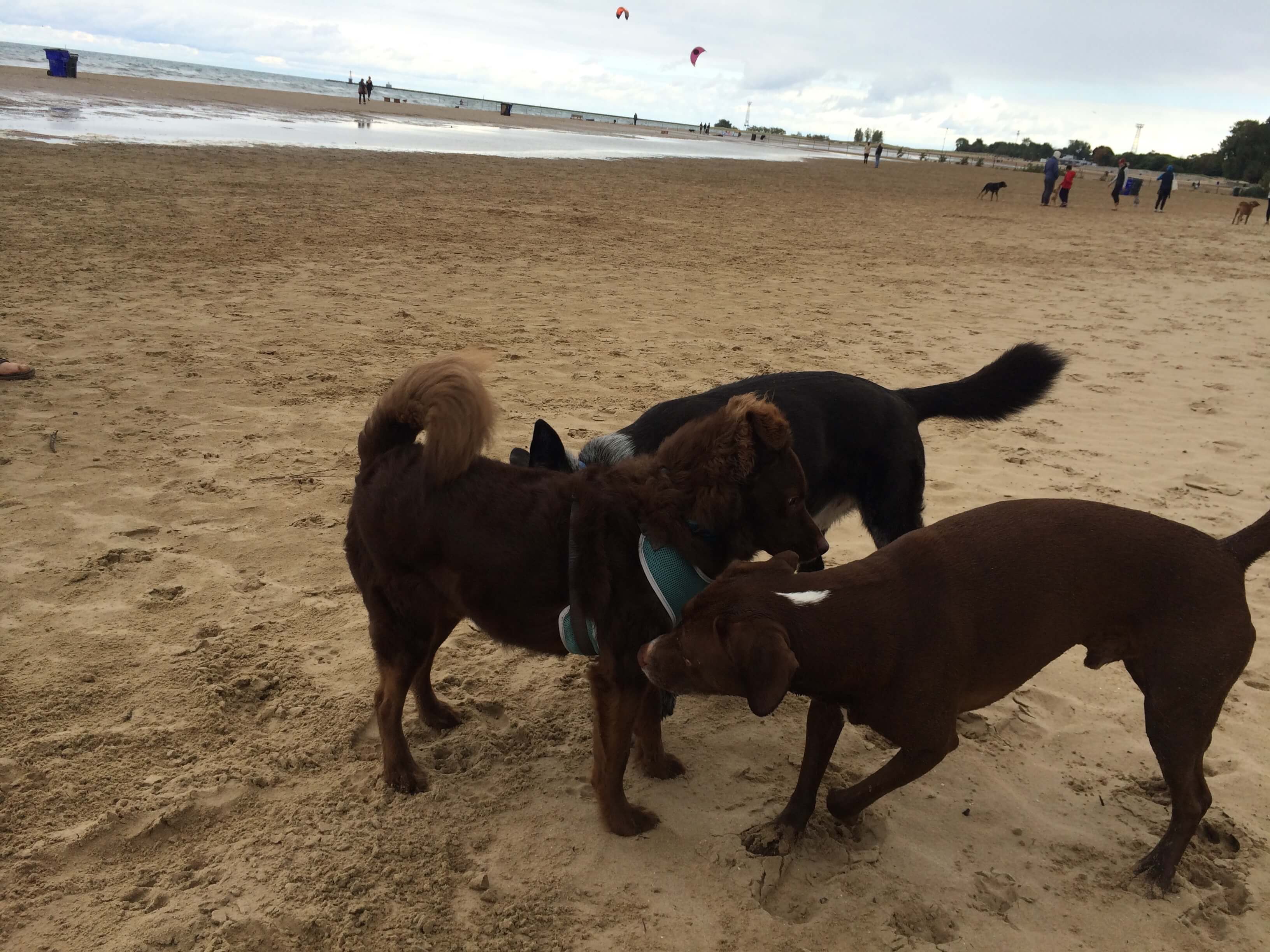 Teddy playing with dogs at the dog beach