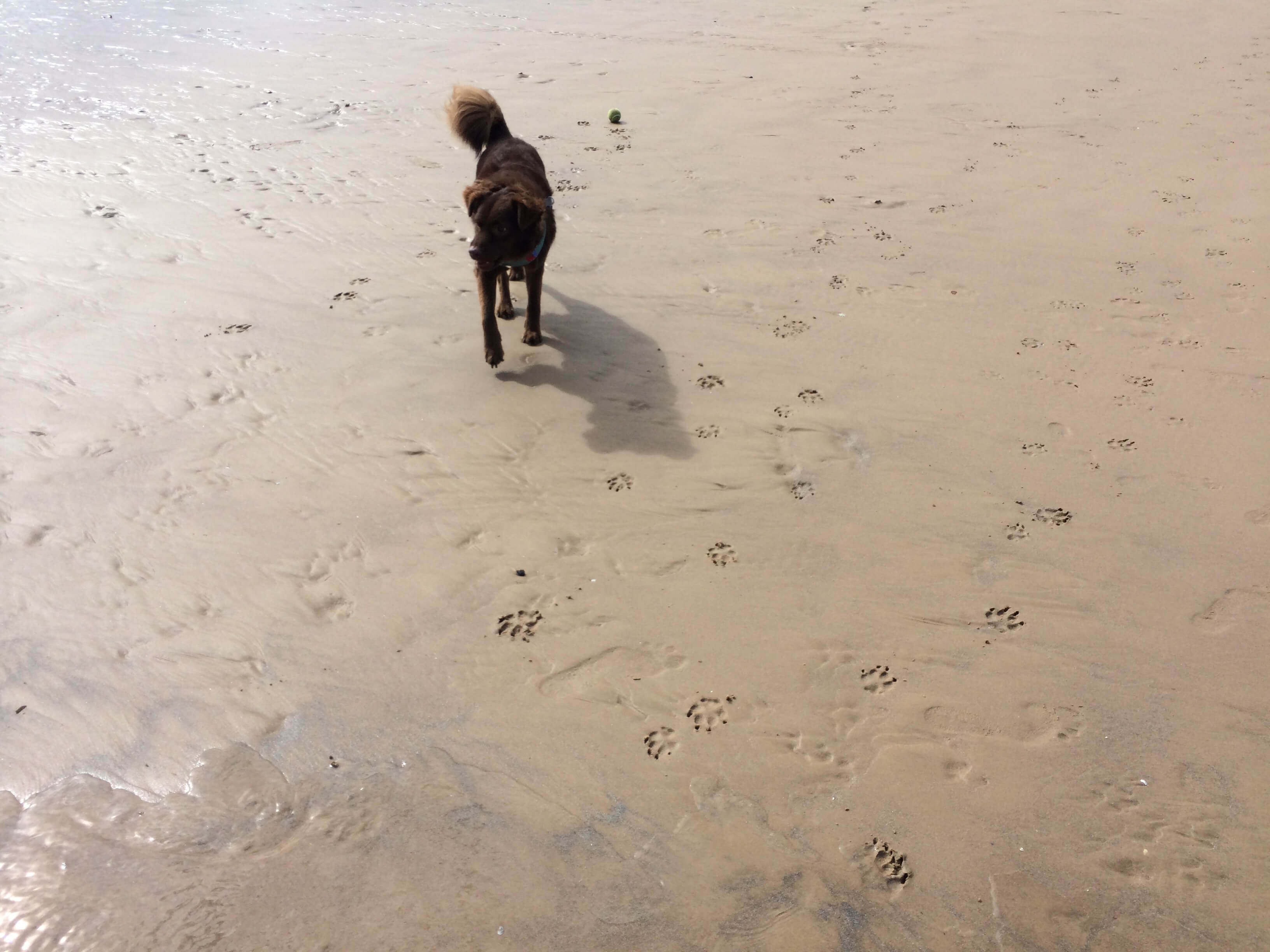 Teddy paw prints