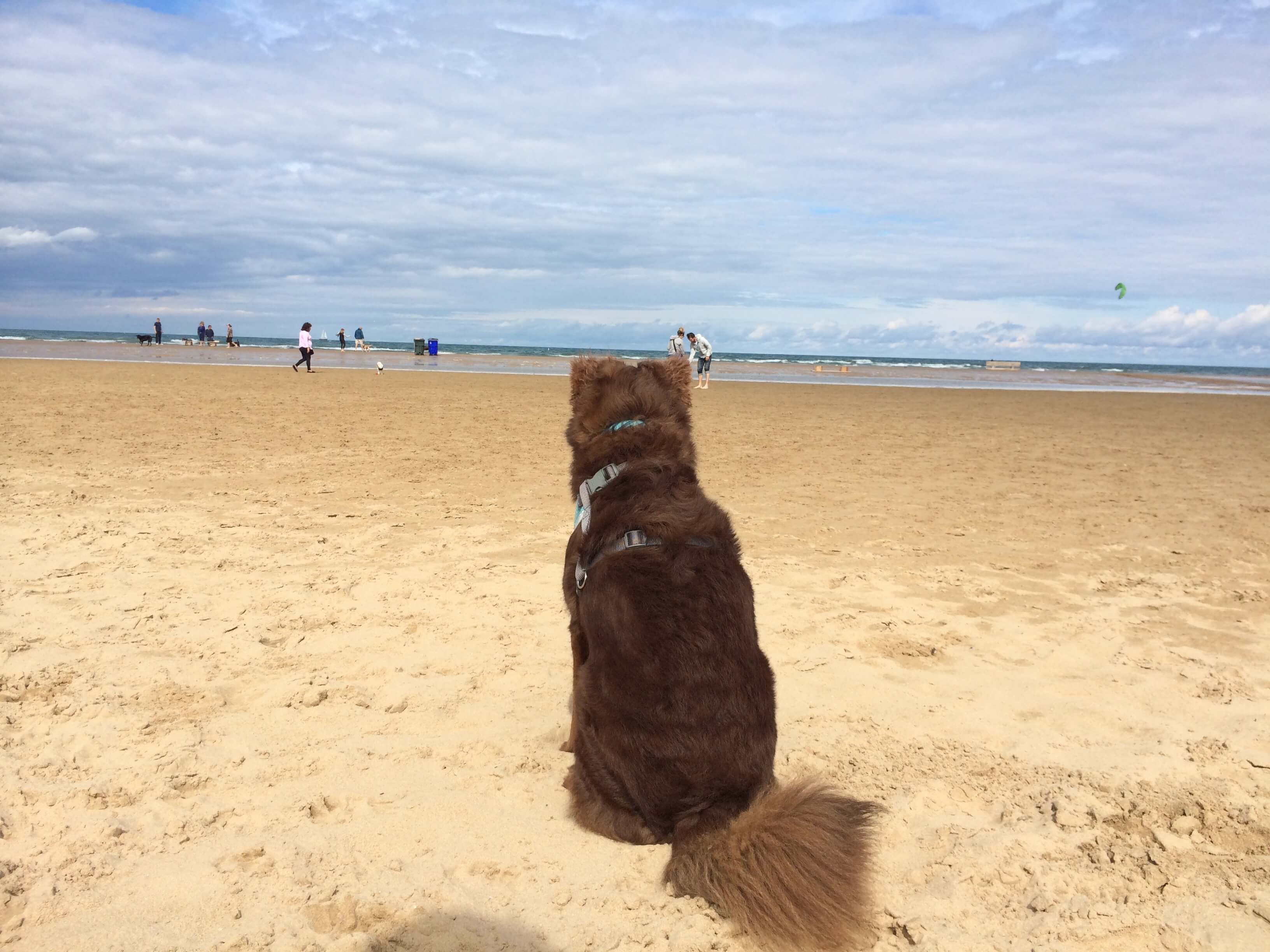 Teddy sitting at the beach