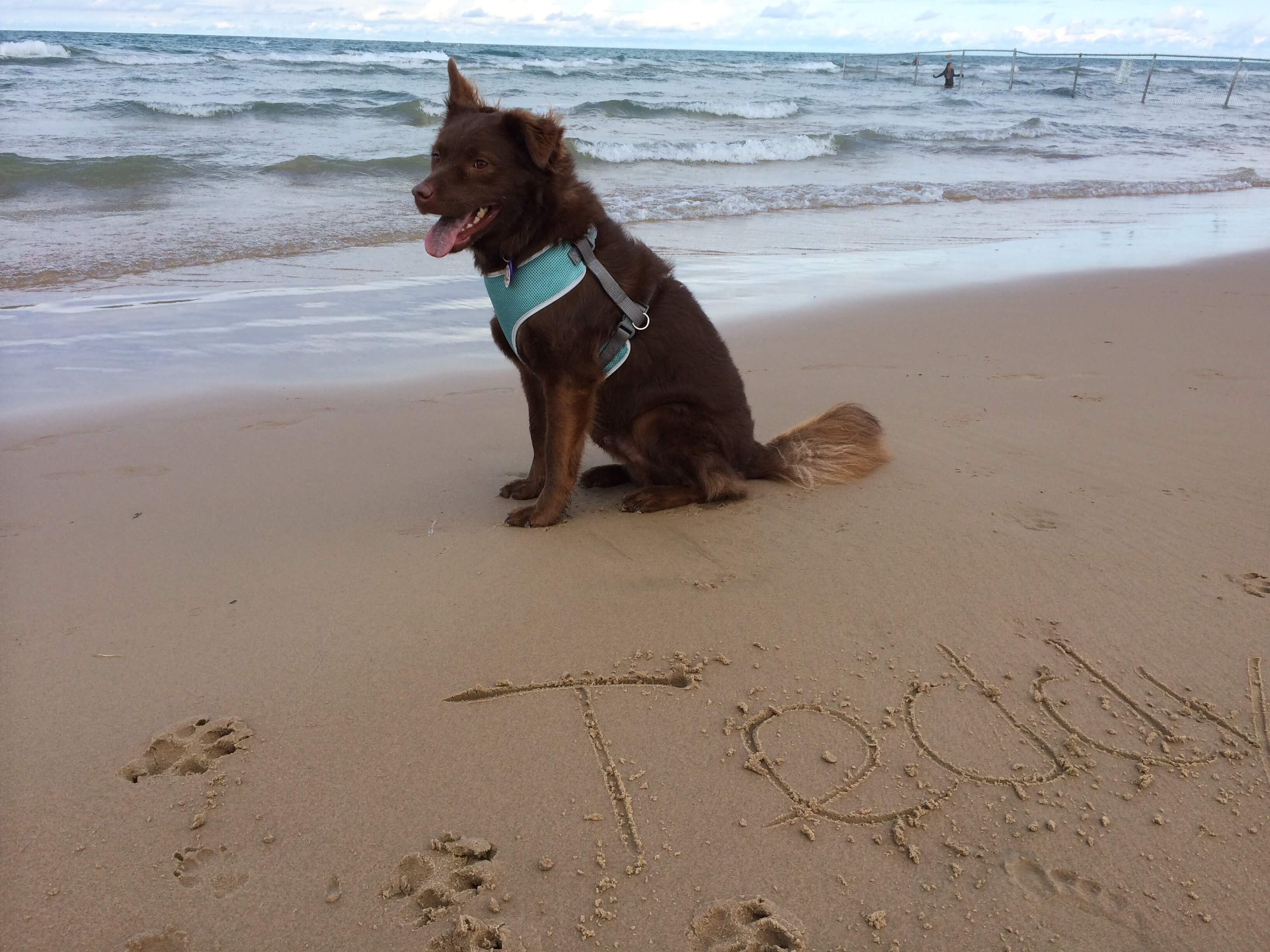 Teddy at the Dog Beach