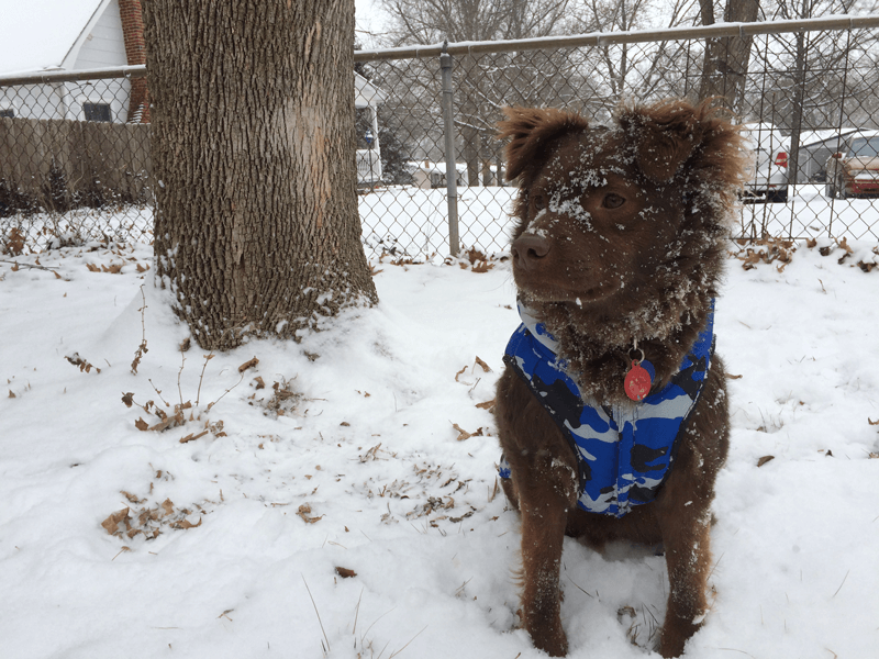 First Snow Day With Teddy