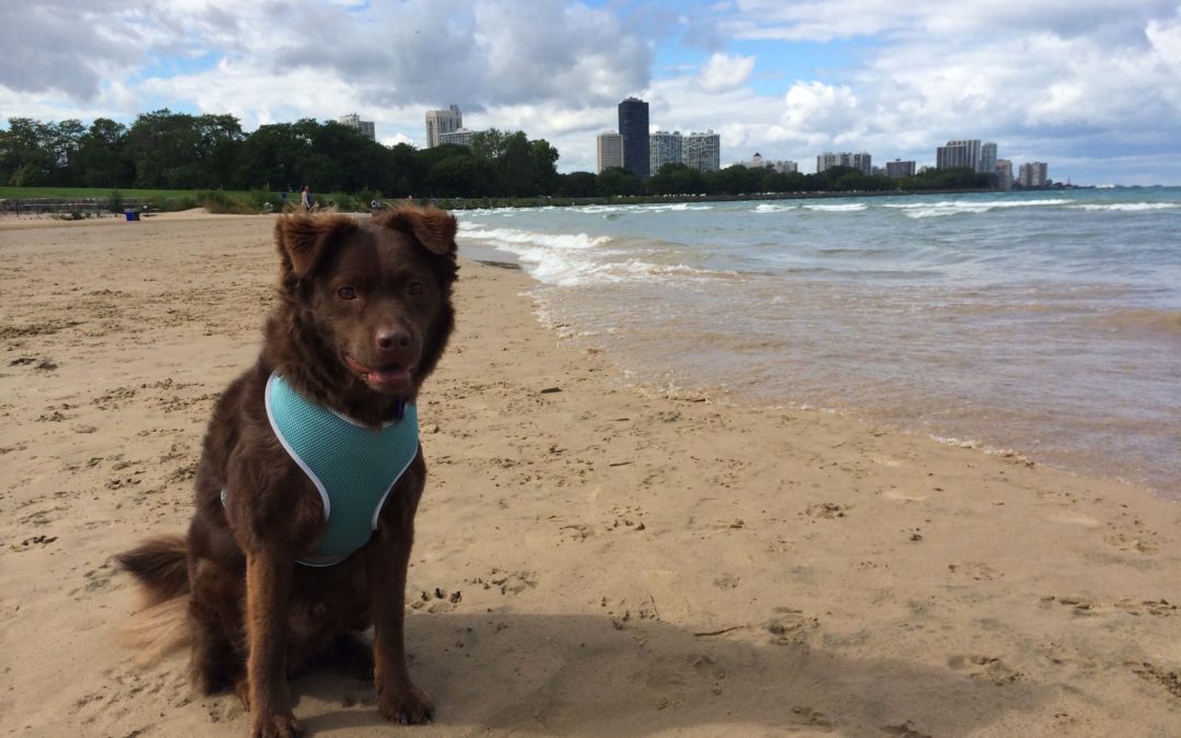 Teddy’s First Trip to the Dog Beach in Chicago
